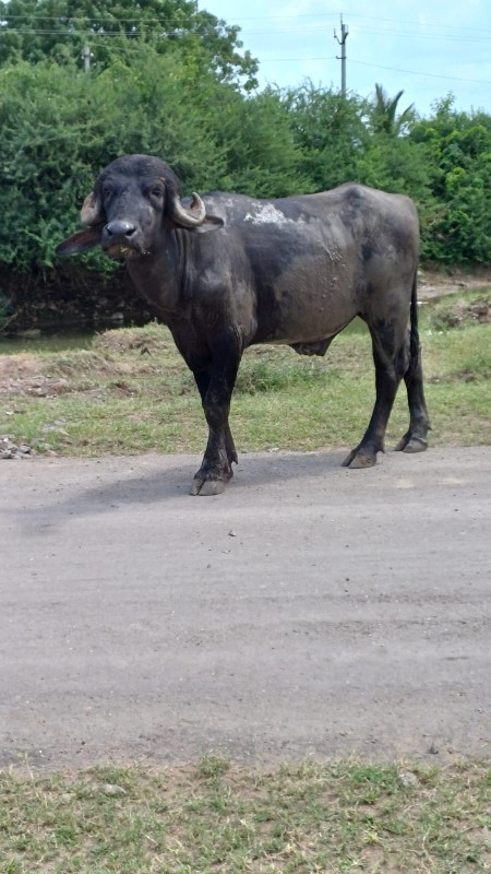 પાડો વેસવાનો છે...