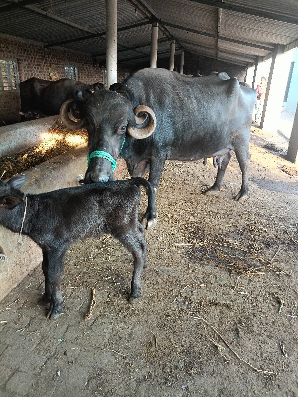 વેતર ૩ છે