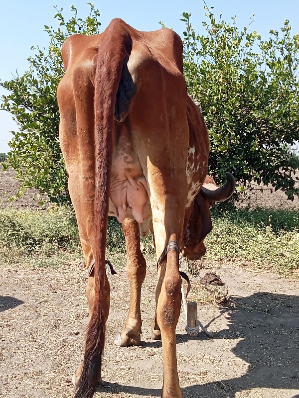 2 ગીર ગાય વેચવા...