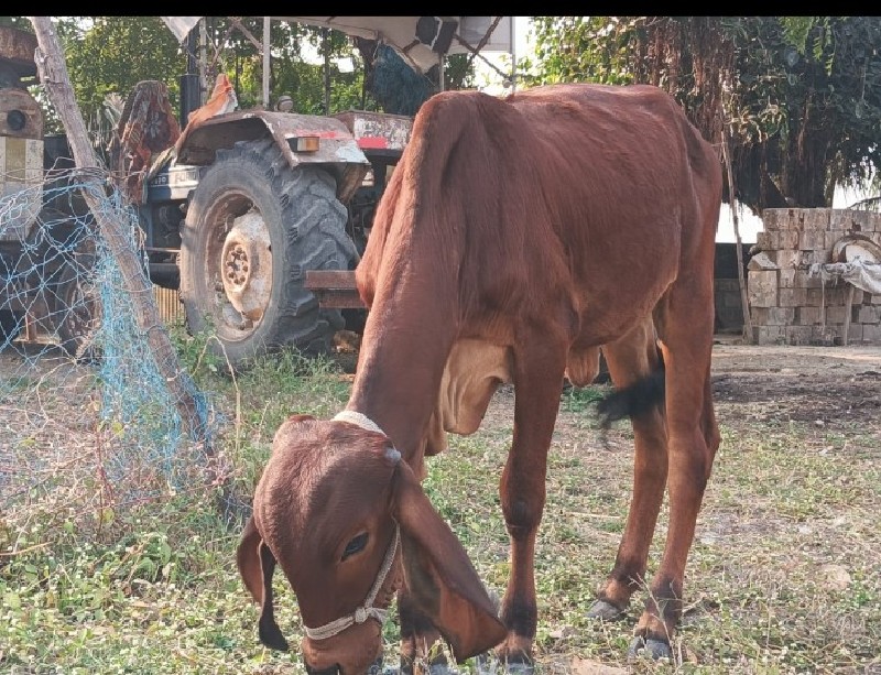 વાછડી વેચવાની છ...