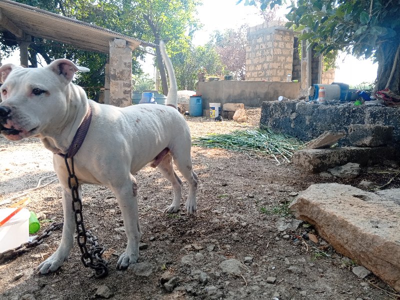 બુલી મેલ વેશવાન...