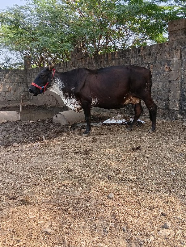 એસ એફ ગાય વેચવા...