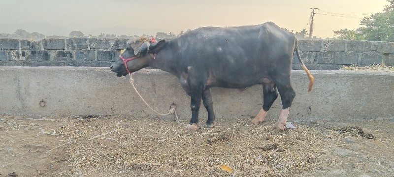 પેલુ વેતર સે