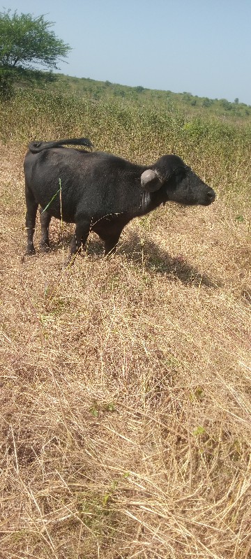 ખડેલી વેચવા ની...