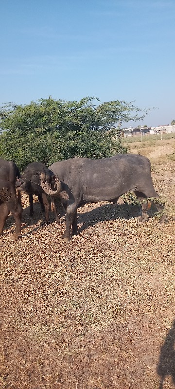 આ પાડો વેચવાનો...