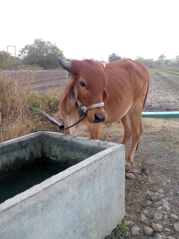 વાછડી2  વેચવાની...