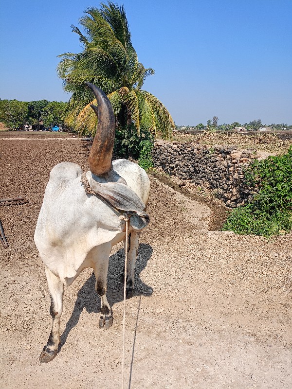 vadhiyaro godhl...