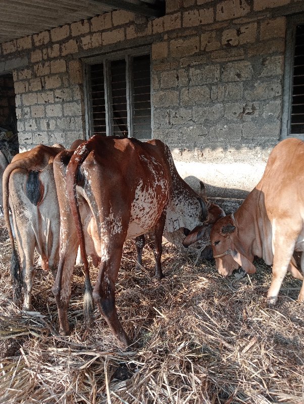 ગાય પેશવાની છે