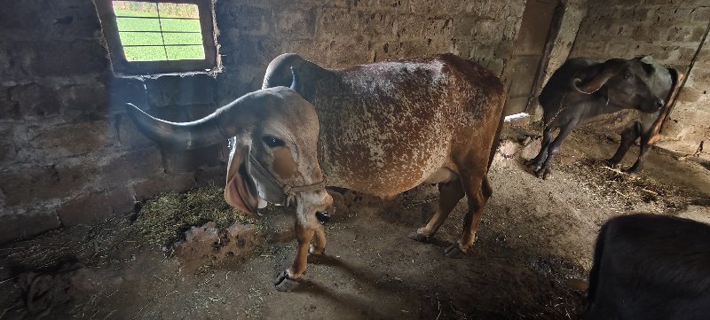 ગીર ગાય વૅશવા ન...