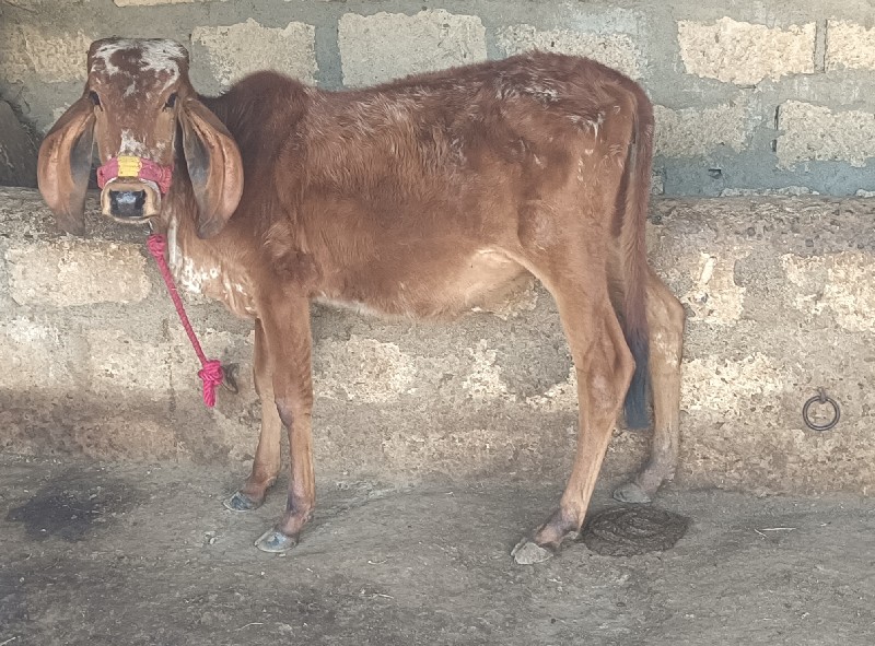 વાછડી વેચવાની છ...