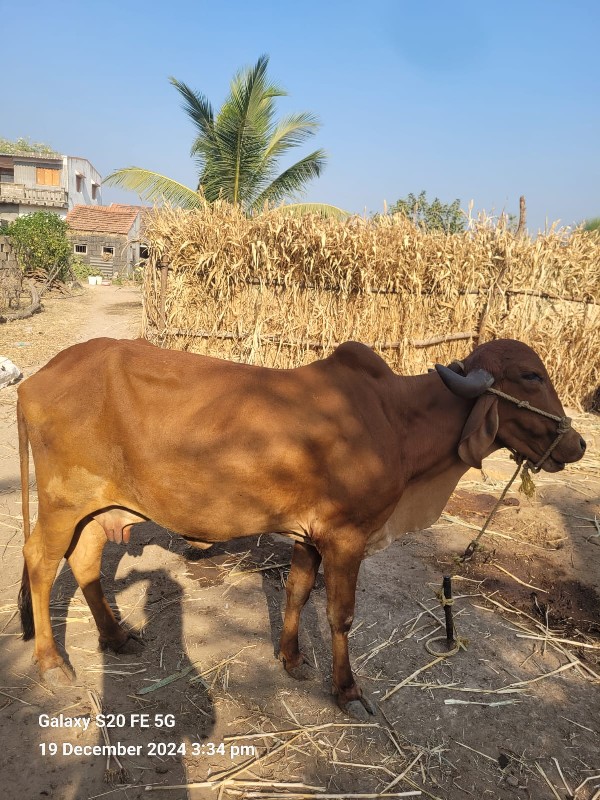 ગાય વેચવાની છે...