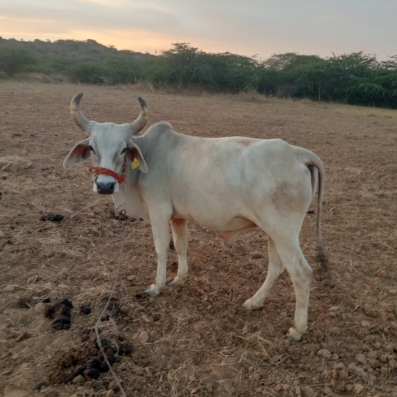 ગોધલા વેચવા ના...