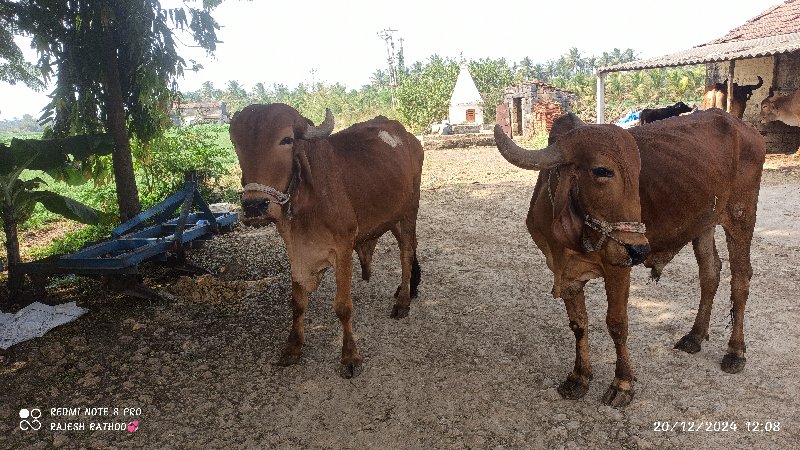 બળદ વેચવાના છે