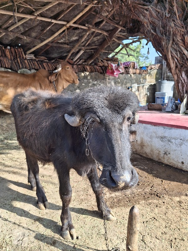 ડોઢ બે વર્ષ  ના...