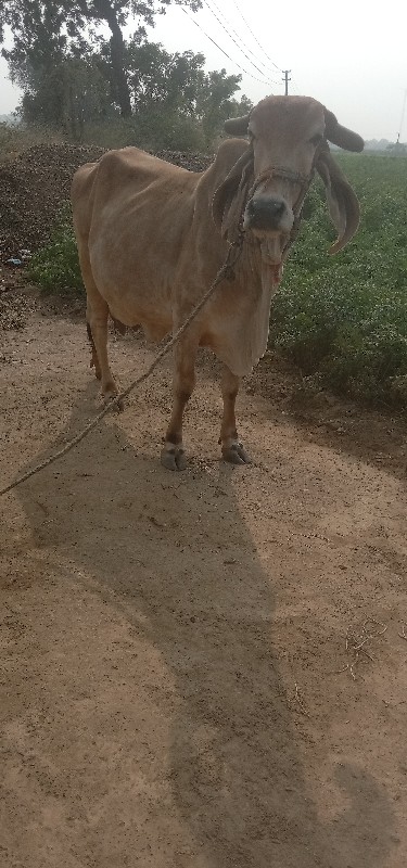 ગીર ગાય વેચવાની...