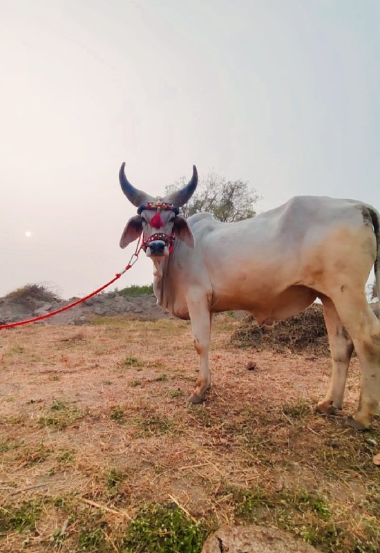 ગોઢલો વૈસવાનો સ...