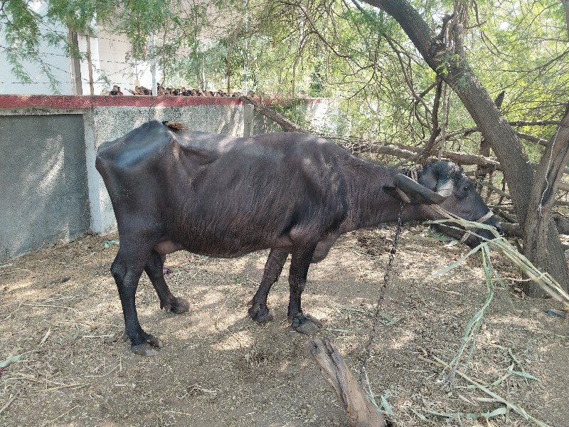 ચોથું વેતર છે