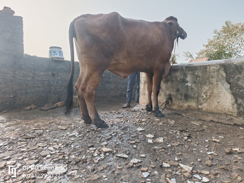 જર્સી કોર્સ