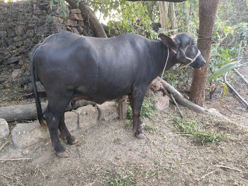 ભેંસ વેચવાની છે