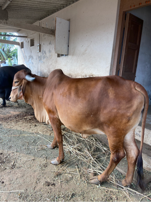 ગીર ગાય વેચવાની...