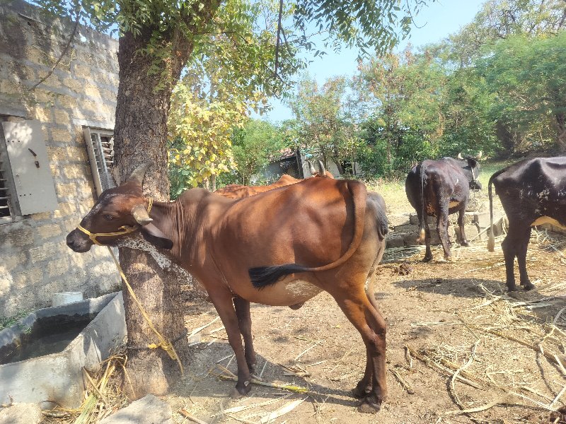 ગાય વેચવાની છે