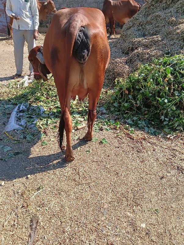 ગીર હોડકું વેચવ...