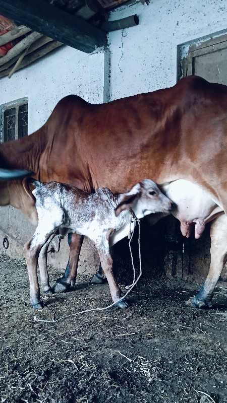 ગાય વેચવાની છે