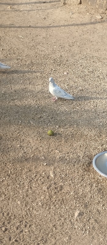 કબૂતર વેચવાના છ...