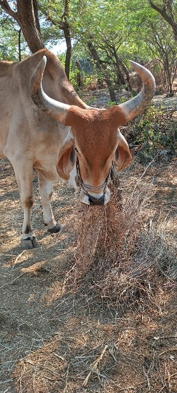 બળદ વેચવાનો છે