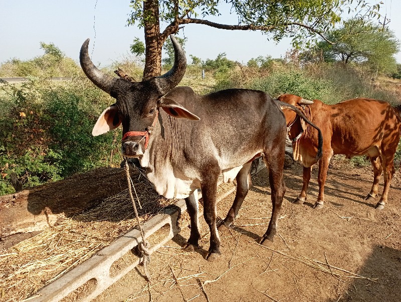 ગોખલા છ દાતે