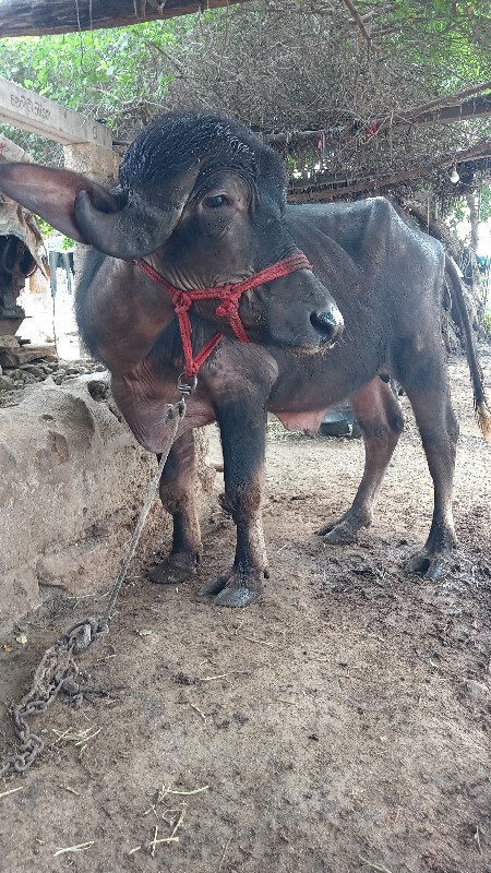 પાડો વેંચવાનો છ...