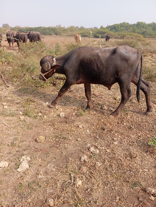 પાડો વેચવાનો છે