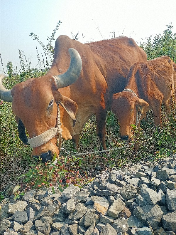 ગાય લે- વેચ