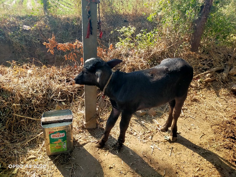 ત્તાજી વિયાયેલી