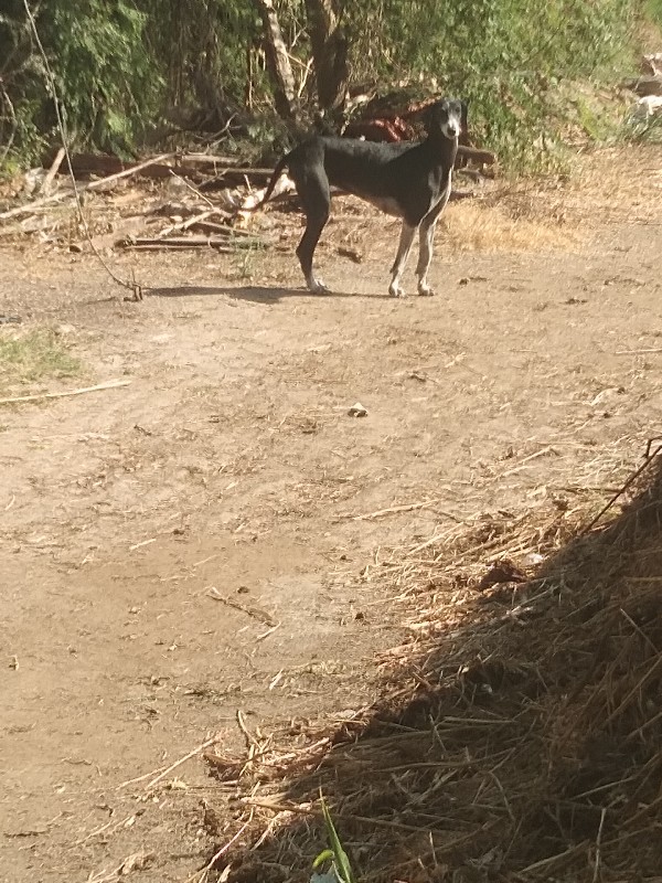 જરસી ગાય દેવાની...