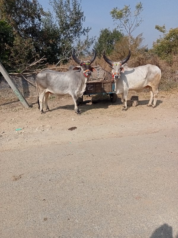 બળદ વેચવાના છે