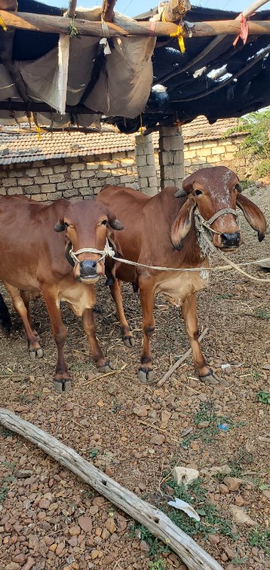 વાસડા વેશવાના છ...