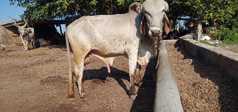 પાડો ને ખુટ