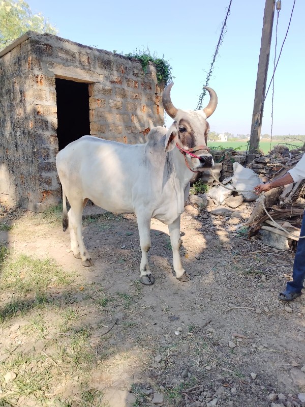 બરધ વેચવા સે