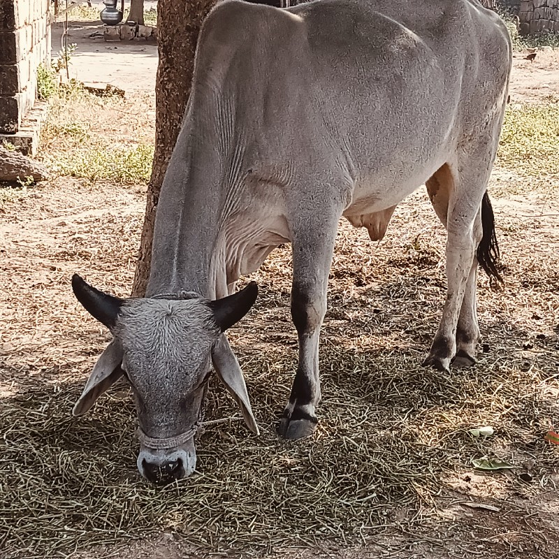 ગોંડલમાં વેચવા...