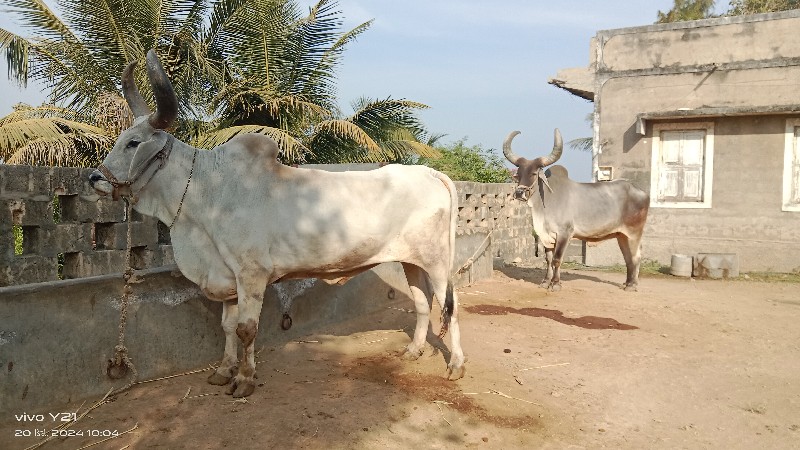 ચાર ધર્મ