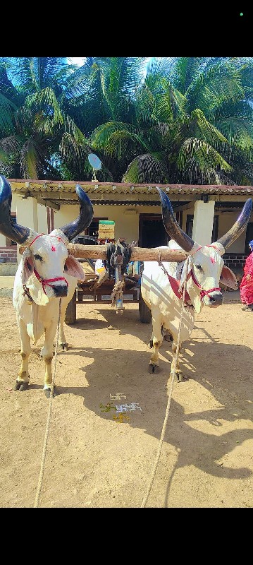 બર્ધુ વેચવાના છ...