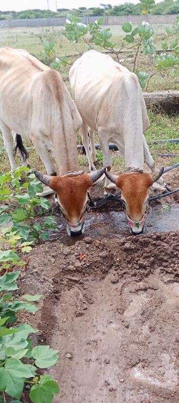 હાલતા કે સો જાજ...