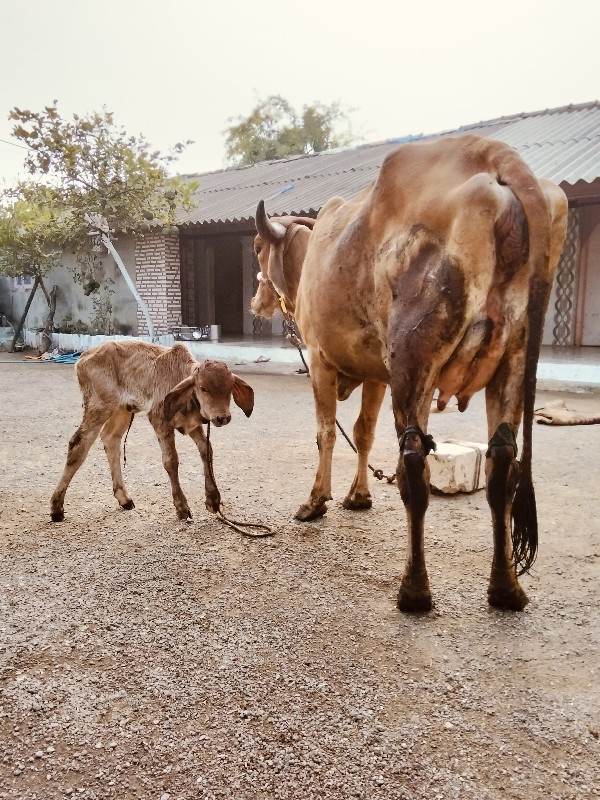 દેસીવોળકીપેલુવે...