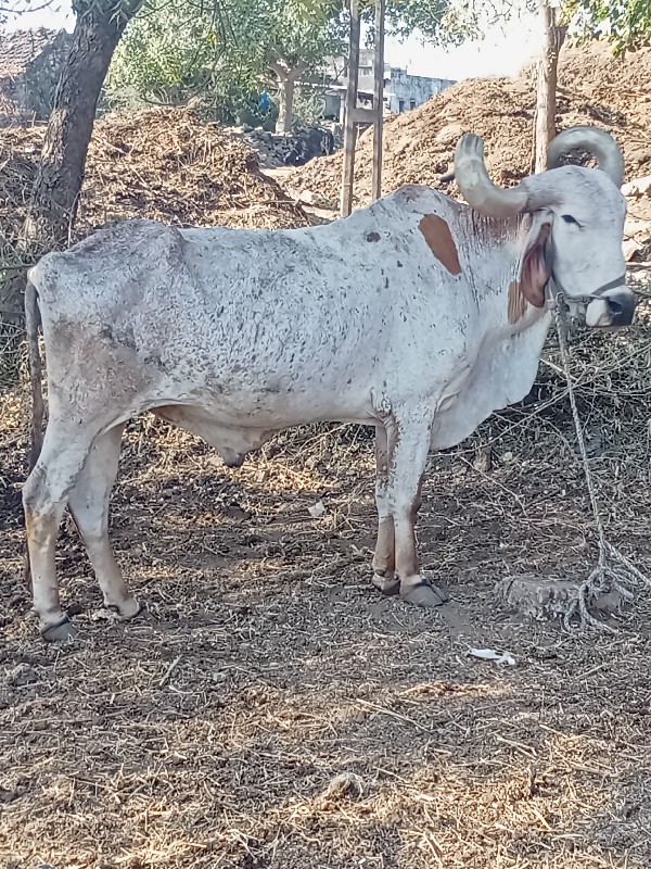 બળદ વેચવાનો છે