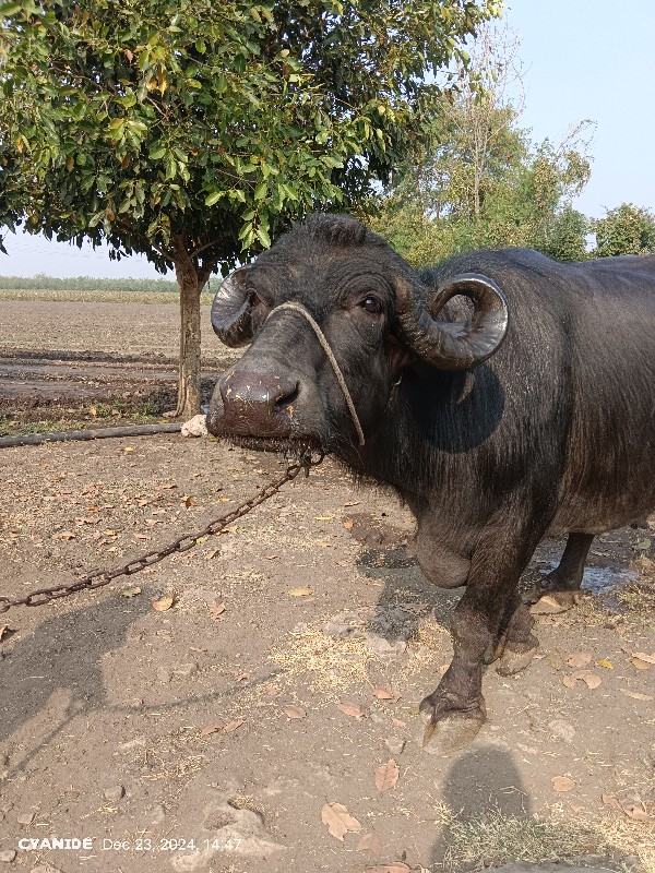 ભેંસ વેચવાની છે...