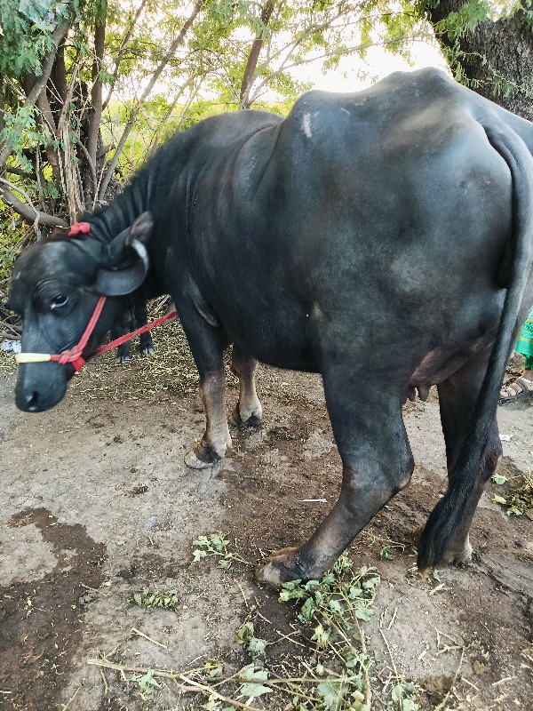 ખડેલી વેચવાની છ...