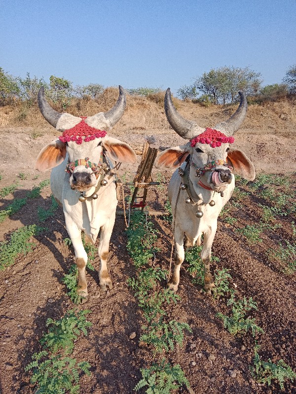 બળદ વેચવાના છે