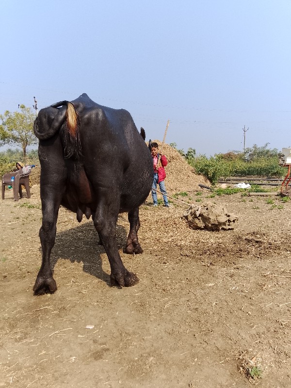 ભેશ વેસવાની છે