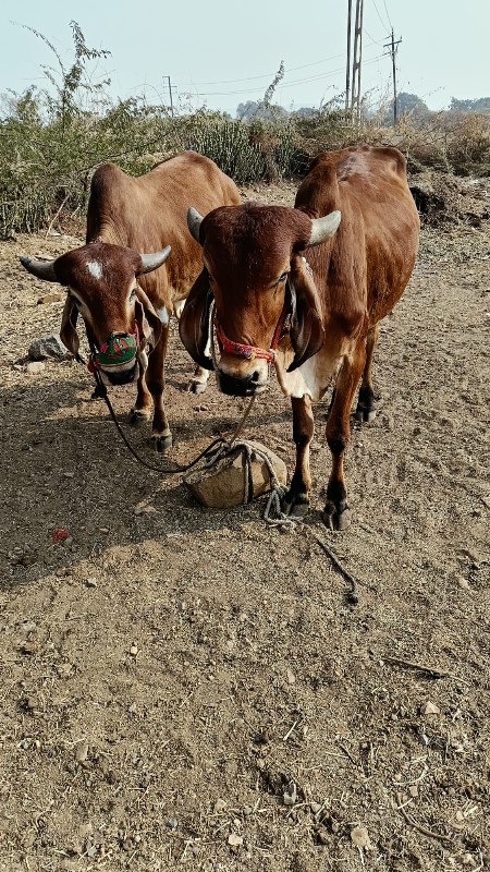 વાસડા...વેશવાના...